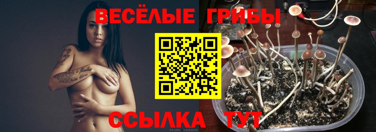 Псилоцибиновые грибы Psilocybe  Вход с VPN  Благовещенск 